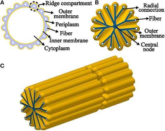 Diagram of Cable Bacteria Structure