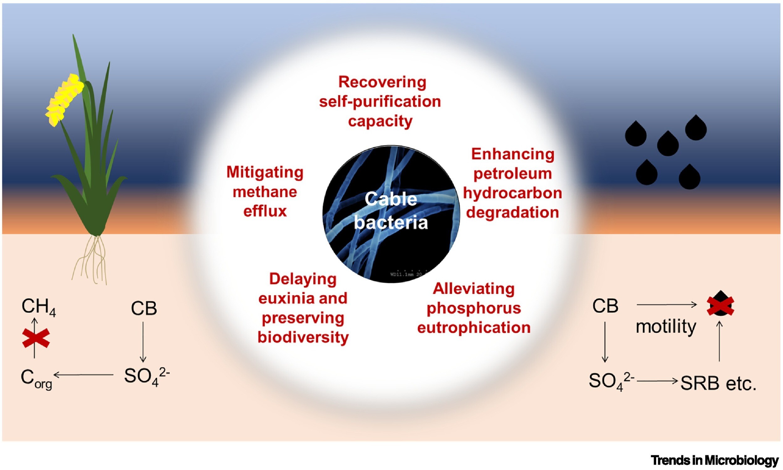 Applications of Cable Bacteria