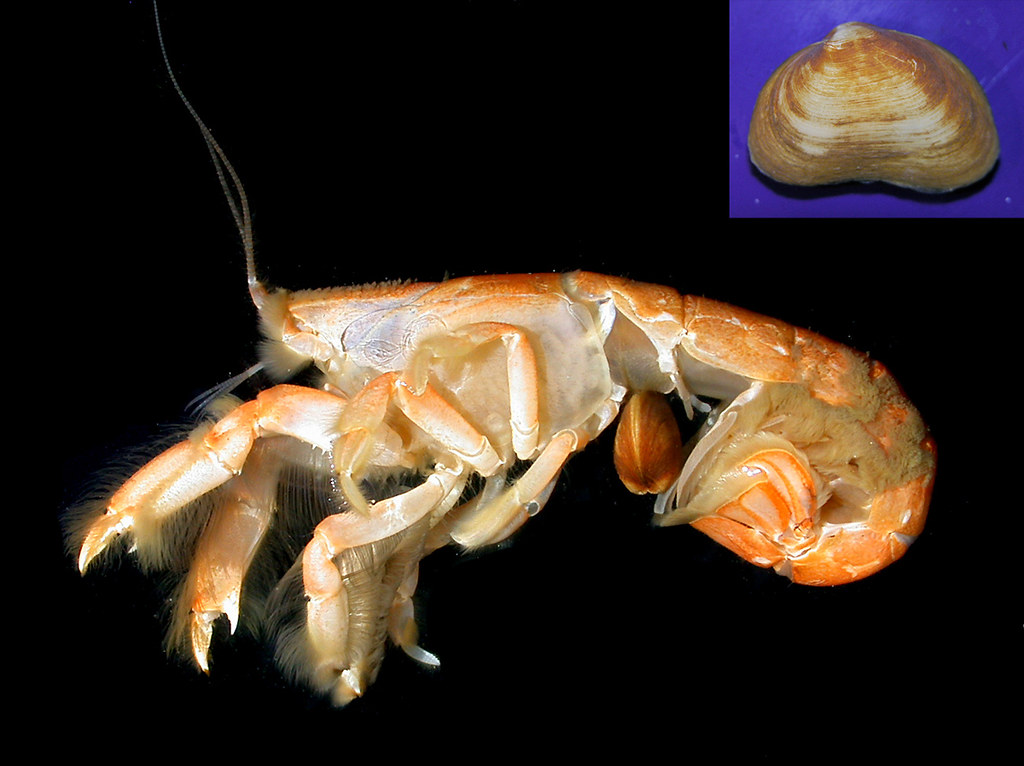 Blue Mud Shrimp Morphology