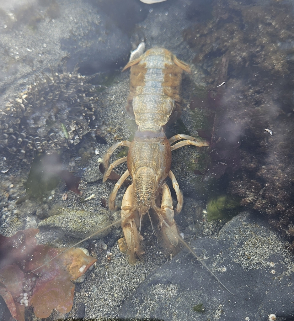 Blue Mud Shrimp Feeding