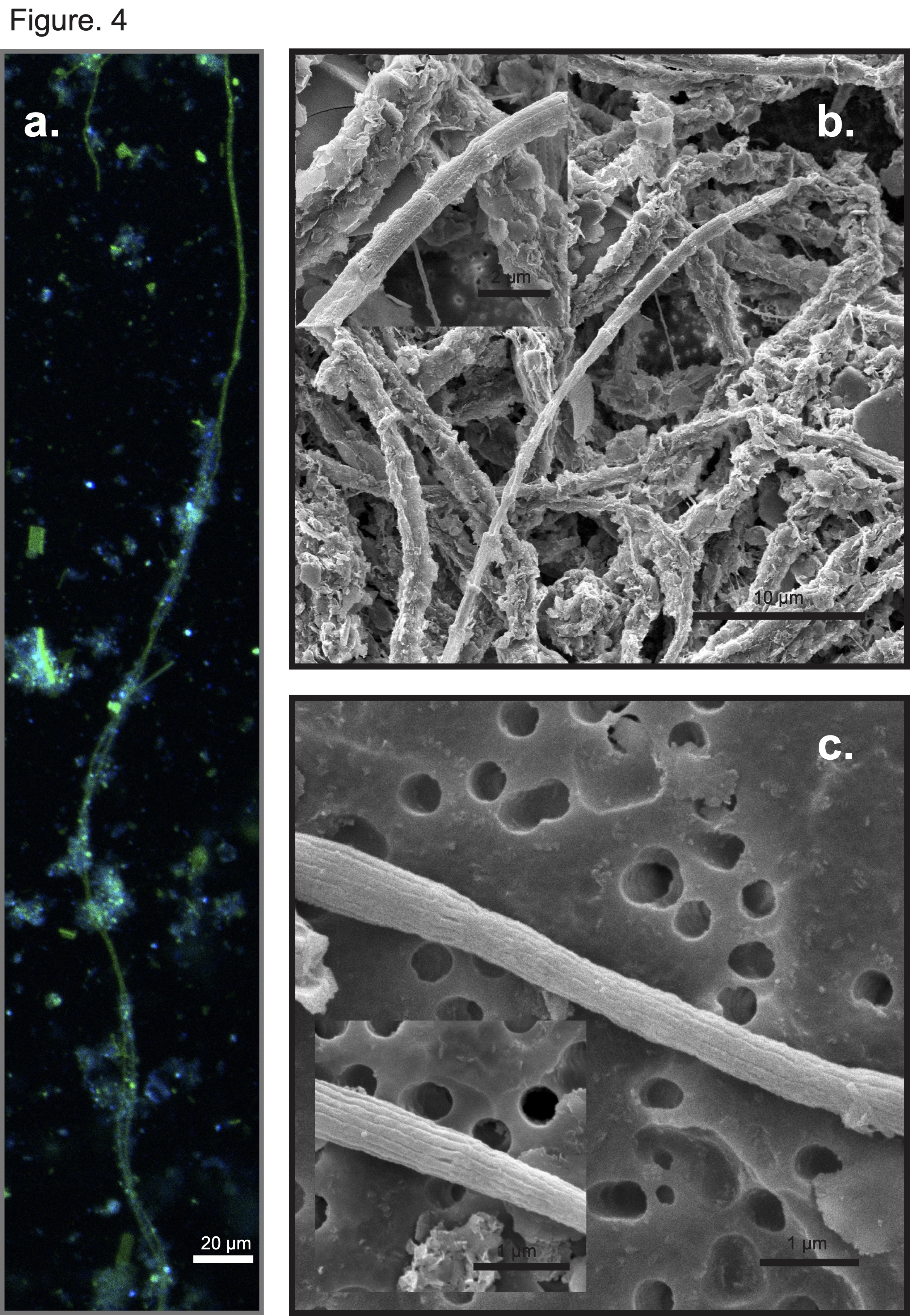 Upogebia pugettensis Microbiome Research